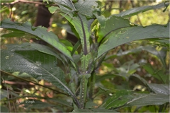 Strobilanthes barbatus